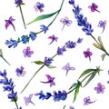 Violet lavender. Floral botanical flower. Seamless background pattern.