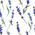 Violet lavender. Floral botanical flower. Seamless background pattern.