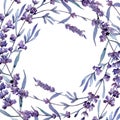 Violet lavender. Floral botanical flower. Wild spring leaf wildflower frame.