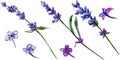 Violet lavender. Floral botanical flower. Wild spring leaf wildflower isolated.