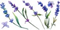 Violet lavender. Floral botanical flower. Wild spring leaf wildflower isolated.