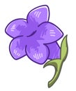 Violet lavender flower, blooming flora decoration