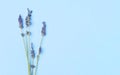 Violet lavender flowers arranged on bright blue background. Top view, flat lay. Minimal concept. Dry flower floral composition.