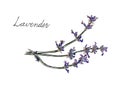 Violet lavender illustration on white