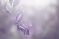 Violet leaf branch. Nature light background. Soft focus Royalty Free Stock Photo