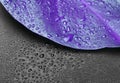 Violet leaf with drops on black background Royalty Free Stock Photo