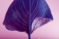 Violet leaf with drops in pink water. Abstract nature background Royalty Free Stock Photo