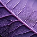 Violet Leaf: Organic Contours And Detailed Botanical Studies