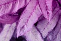 Violet leaf. Tropical plants. Nature background