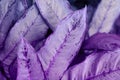 Violet leaf. Tropical plants. Nature background Royalty Free Stock Photo