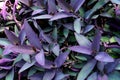 Violet leaves pattern,leaf tradescantia pallida or purple queen plant or purple heart in the garden