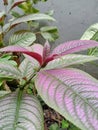 Violet leaves Persian shield