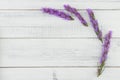 Violet liatris flowers on white wood background