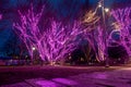 Violet lights on trees, illuminations, night, magical forest Royalty Free Stock Photo