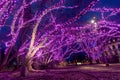 Violet lights on trees, illuminations, night, magical forest Royalty Free Stock Photo