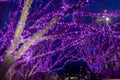 Violet lights on trees, illuminations, night, magical forest Royalty Free Stock Photo