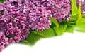 Violet lilac border