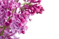 Violet lilac branch on white Royalty Free Stock Photo