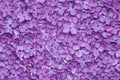 Violet lilac flower background