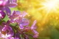 Violet lilac flowers close up with sun rays