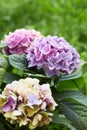 Violet, lilac, purple flowers of Hydrangea macrophylla Royalty Free Stock Photo