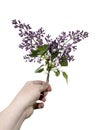 Violet lilacs Royalty Free Stock Photo