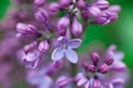 Violet liliac flower. Beauty. Royalty Free Stock Photo