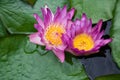 Violet lilies Nymphaea on the water surface