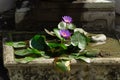 Violet lilies in a stone vase, garden decoration. Horizontal orientation. Royalty Free Stock Photo