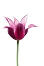 Violet lily-flowered tulip on white background