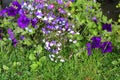 Violet lobelia blossom in the garden Royalty Free Stock Photo