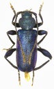 Violet Longhorn Beetle on white Background