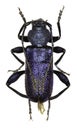 Violet Longhorn Beetle on white Background