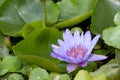 Violet lotus