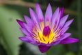 Violet lotus blooming flower Royalty Free Stock Photo