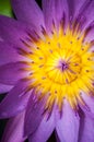 Violet Lotus Close-up