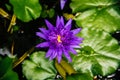 Violet lotus Royalty Free Stock Photo