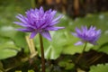 Violet lotus Royalty Free Stock Photo