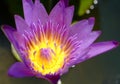 Violet Lotus Flower Royalty Free Stock Photo