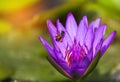 Violet lotus flower blooming on sunny day Royalty Free Stock Photo