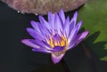 Violet lotus flower blooming in sunny day Royalty Free Stock Photo