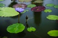 a pound with violet lotus Royalty Free Stock Photo
