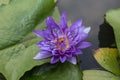 Violet lotus flower Royalty Free Stock Photo