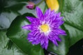 Violet Lotus Flower Close-up. Purple Flower, Close-up, Petals. Symbolic Meanings of the Lotus in Buddhism Royalty Free Stock Photo