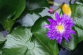 Violet Lotus Flower close up. Purple Flower, Close-up, Petals. Symbolic Meanings of the Lotus in Buddhism Royalty Free Stock Photo