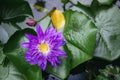 Violet Lotus Flower close up. Purple Flower, Close-up, Petals. Symbolic Meanings of the Lotus in Buddhism Royalty Free Stock Photo