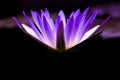 Violet Lotus Flower Close up. Purple Flower, Close-up, Petals. Symbolic Meanings of the Lotus in Buddhism Royalty Free Stock Photo