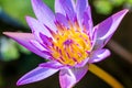 Violet Lotus Flower Closeup Royalty Free Stock Photo