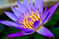 Violet Lotus Flower Closeup Royalty Free Stock Photo