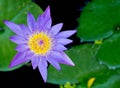 Violet Lotus Flower Closeup Royalty Free Stock Photo